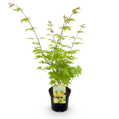 GreenboutiQ Japanischer Ahorn 'Summergold' - Gelb - Topf 19cm, 70cm