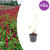 48x Persicaria 'Blackfield' perennial, 10-25cm, Ø9cm Bild 1