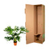 Philodendron Selloum - Große Zimmerpflanze, 100 cm, Ø24 Bild 3