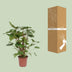 Homalomena Rubescens Maggy – Schöne Zimmerpflanze Ø24cm ↕90cm Bild 4
