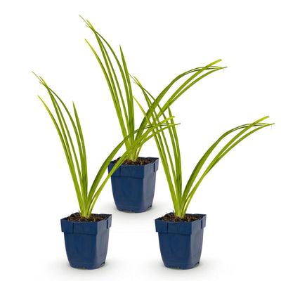 Green boutiQ - Perennial - Hemerocallis Pink Damask - Daylily - Bee and Butterfly Attractors - Pink - 3 Plants - 11cm Pot - 15-25cm Height