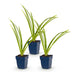 Green boutiQ - Perennial - Hemerocallis Pink Damask - Daylily - Bee and Butterfly Attractors - Pink - 3 Plants - Pot 11cm - Height 15-25cm Bild 12