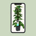 Scindapsus (Epipremnum) Hanging Plant, Ø19cm Pot, 80cm High Bild 5