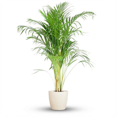Areca-Palme 'Dypsis' mit weißem Topf - 100 cm