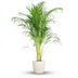 Areca-Palme 'Dypsis' mit weißem Topf - 100 cm Bild 1