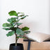 Artificial Plant Ficus Lyrata Fiddle Leaf Fig 90cm - Easy Care & Realistic Bild 5