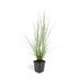 24x Federgras 'Hameln' im 9cm Topf - 10-25cm hoch Bild 2