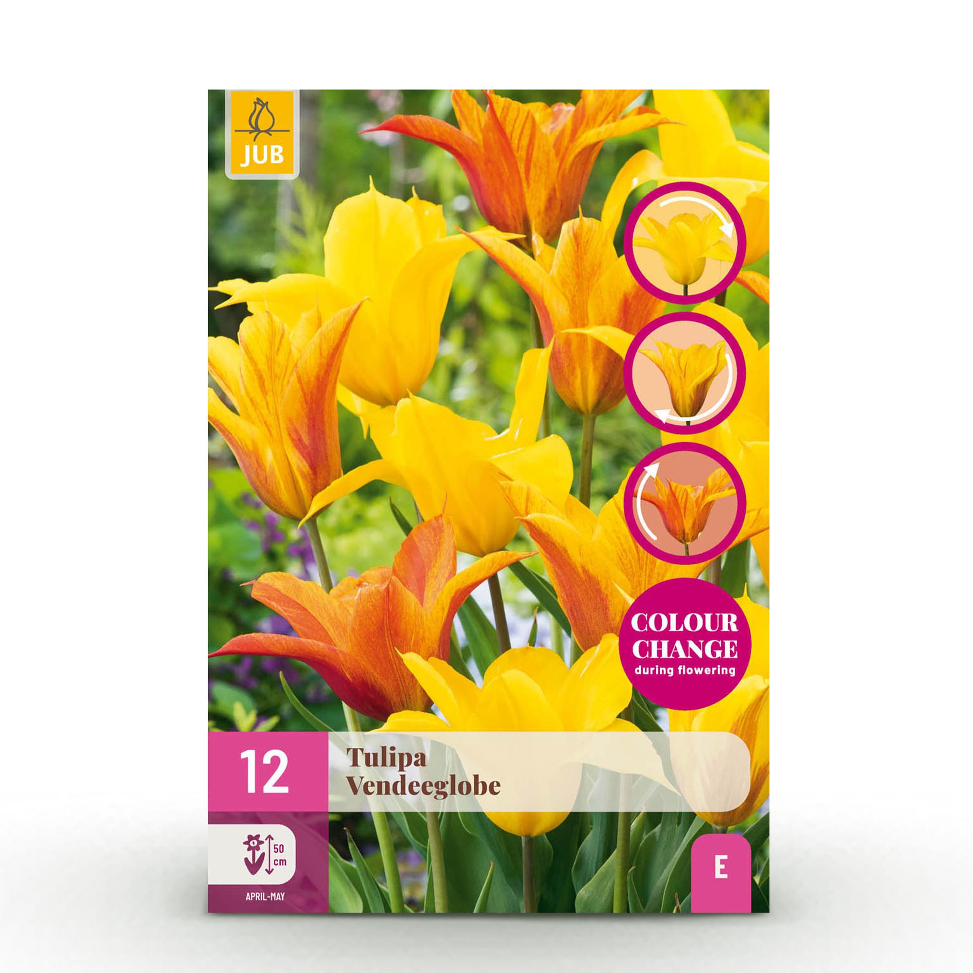 GreenboutiQ - Blumenzwiebeln - Tulp Vendeeglobe - Bulbs Hardy Perennial - Farbe Gelb - 12 Stück - Zwiebelgröße 11/12 - XXL Pack