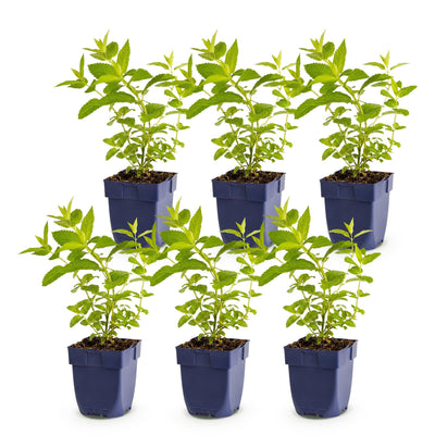 Green boutiQ - Perennial - Nepeta sib. Wild Orchid - Catnip - Bee and Butterfly Attractors - Pink - 6 Plants - Pot 11cm - Height 15-25cm
