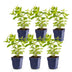 Green boutiQ - Perennial - Nepeta sib. Wild Orchid - Catnip - Bee and Butterfly Attractors - Pink - 6 Plants - Pot 11cm - Height 15-25cm Bild 3