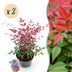 GreenboutiQ Nandina Obsessed: 2x Immergrüne Farbwunder im 17cm Topf Bild 1