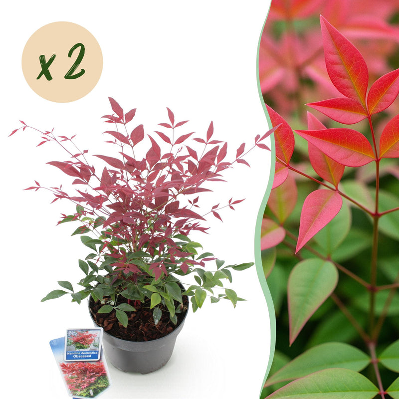 GreenboutiQ Nandina Obsessed: 2x Immergrüne Farbwunder im 17cm Topf