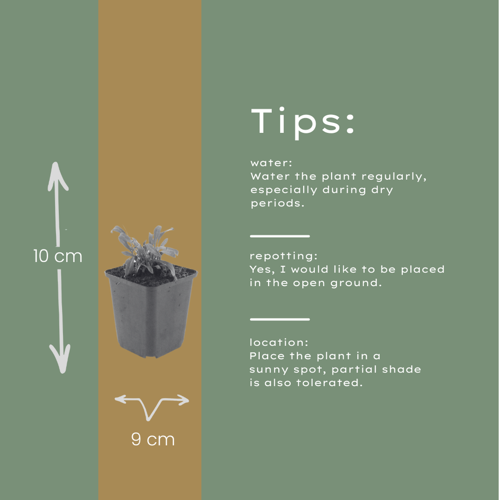 12x Gaura 'Siskiyou Pink' - 10-25cm hoch, 9cm Topf