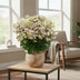 Hydrangea pan. '(S)witch Ophelia' Ø19cm - 25cm Bild 3