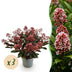 GreenboutiQ - Terrassenpflanze - Skimmia japonica Rubella - Boem Rot - 15+ Blüten - 3 Pflanzen - Winterhart - Topf 15cm Höhe 30cm Bild 1