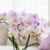 Kolibri Orchids | Pink Orchid Portugal + Bloom Decorative Pot – Pot Size Ø9cm | Flowering Houseplant – Fresh from the Grower Bild 4