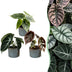 3x Baby Alocasia Tricolour Trio im Ø6cm Topf, tropisch Bild 1