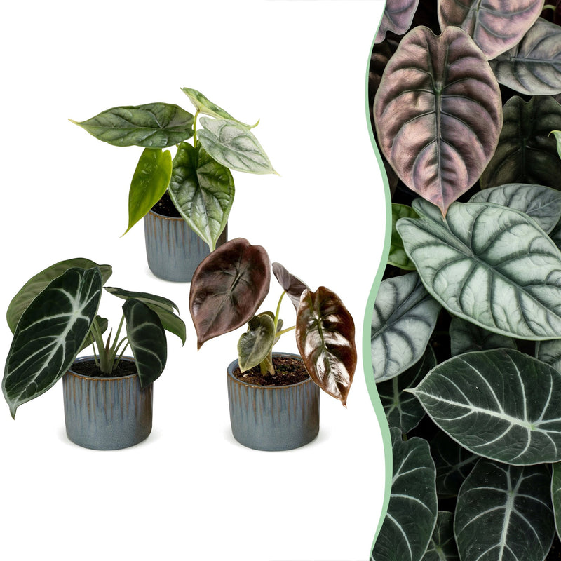 3x Baby Alocasia Tricolour Trio im Ø6cm Topf, tropisch
