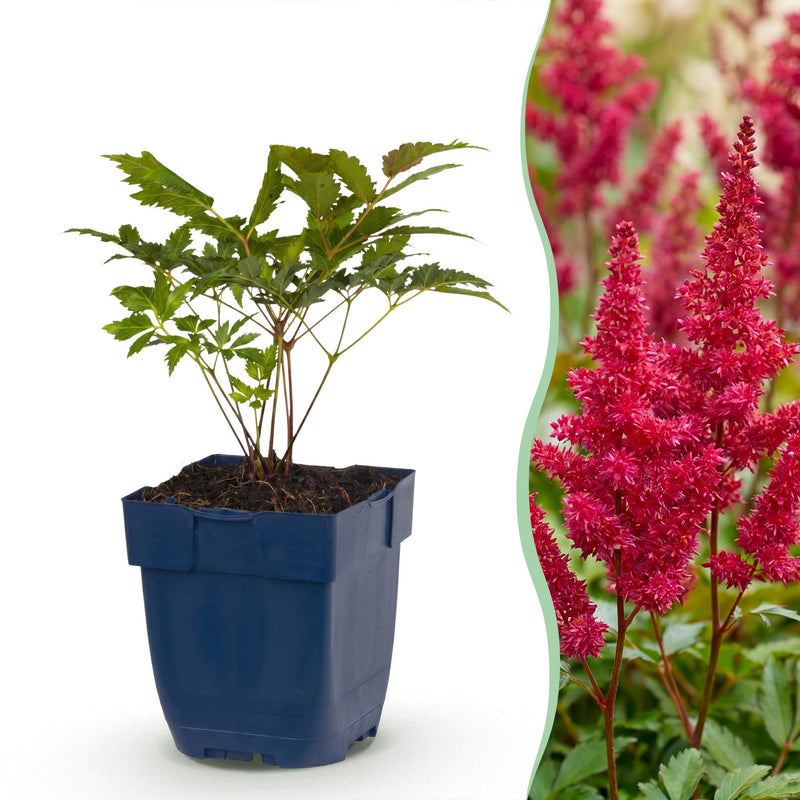 Green boutiQ - Perennial - Astilbe (A) Fanal - Plume Spirea - Shade - Red - 12 Plants - Pot 11cm - Height 15-25cm