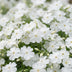 Green boutiQ - Perennial - Phlox Maischnee - Flame Flower - Ground Cover - White - 6 Plants - Pot 11cm - Height 15-25cm Bild 7