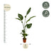 2x Strelitzia Nicolai (Baum-Strelitzie) - 130 cm - Ø17 Bild 3