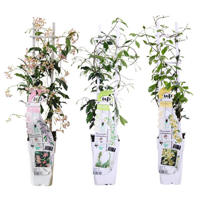 3x Star Jasmine Mix - 65cm Pot Ø15 - Fragrant Climbing Plant