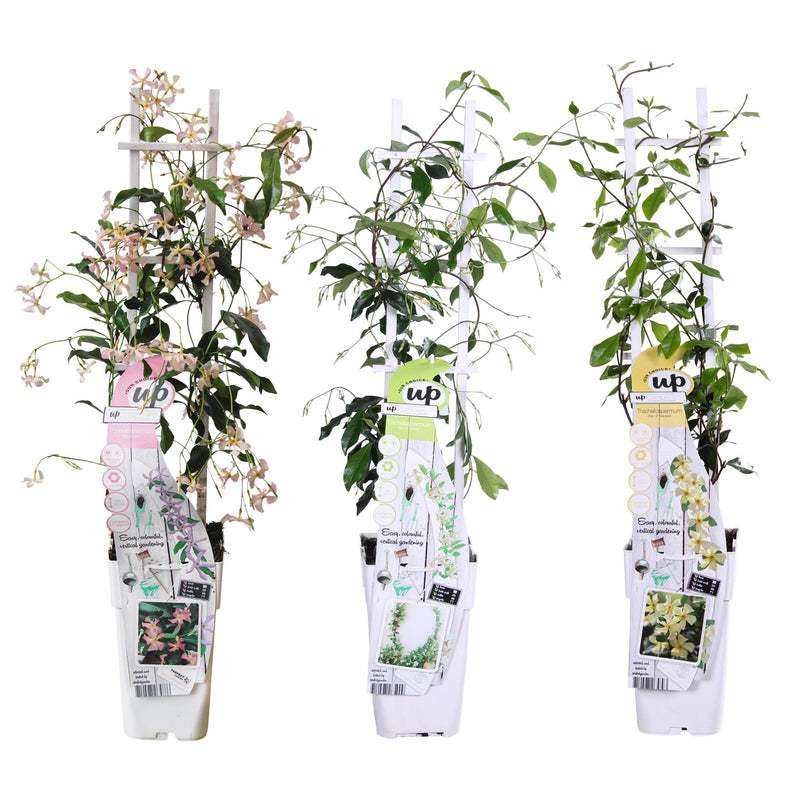 3x Star Jasmine Mix - 65cm Pot Ø15 - Fragrant Climbing Plant