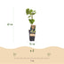 Green boutiQ - Obstpflanze - Vitis vinifera Boskoop Glory - Weinrebe - Winterhart - Blaue Traube - 2 Pflanzen - Topf 15cm - Höhe 50cm Bild 3