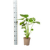 Monstera Deliciosa Tauerii Ø17cm - 50-70cm hoch Bild 2
