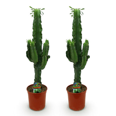 Green boutiQ - Zimmerpflanze - Euphorbia eritrea - Afrikanischer Milchbaum - Wenig Pflege - Grün - 2 - Topf 19cm - Höhe 70cm