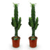 Green boutiQ - Zimmerpflanze - Euphorbia eritrea - Afrikanischer Milchbaum - Wenig Pflege - Grün - 2 - Topf 19cm - Höhe 70cm Bild 2