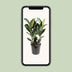 Ficus Elastica Robusta, Gummibaum - Ø27cm, ↕85cm Bild 5