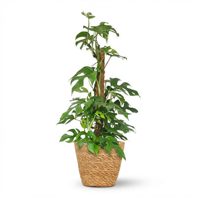 Green boutiQ Mini Fensterblatt (Monstera Minima) mit Moosstab, 90cm