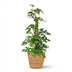 Green boutiQ Mini Monstera (Monstera Minima) with Moss Pole, 90cm Bild 2