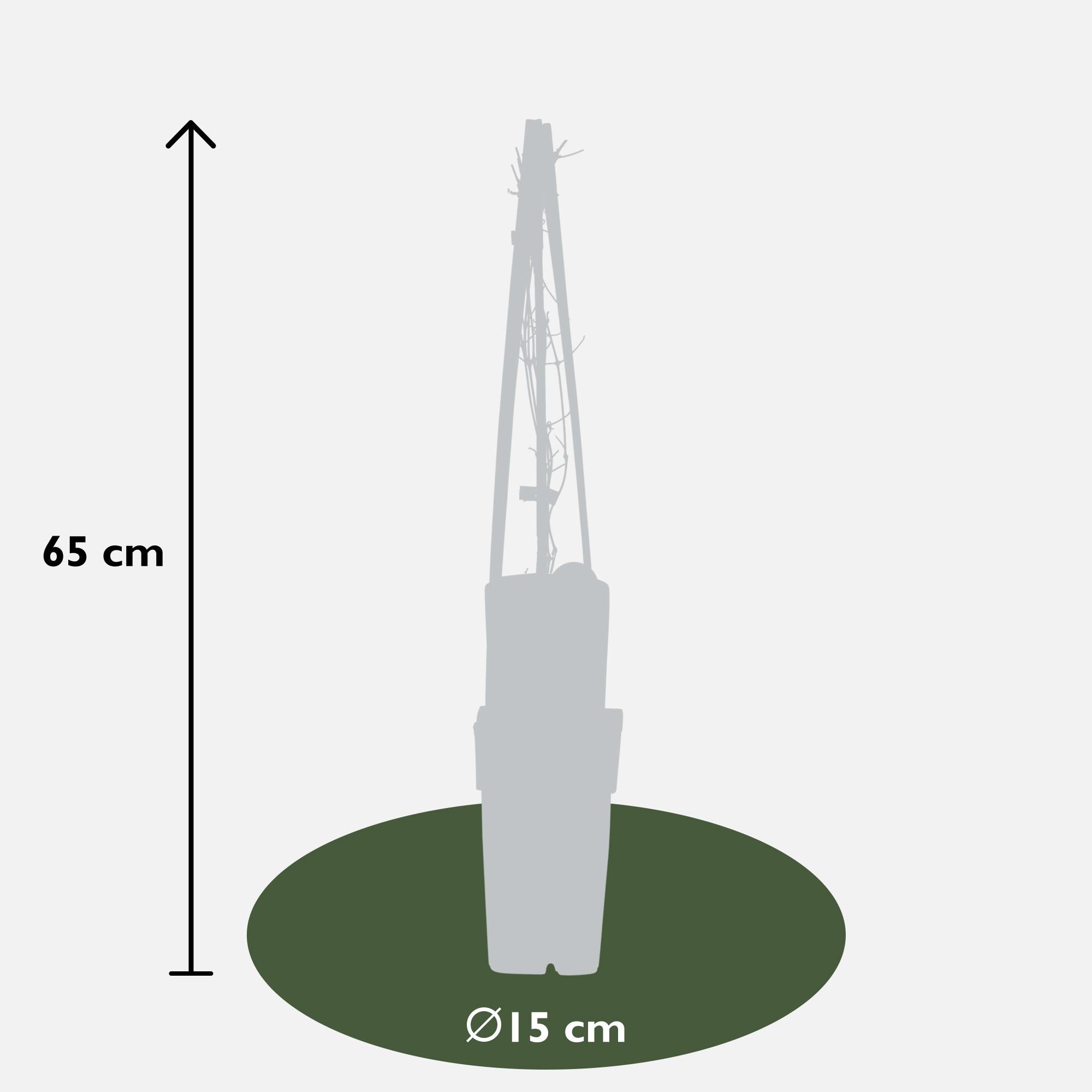 4x - Clematis Nelly Moser - ↨65cm - Ø15