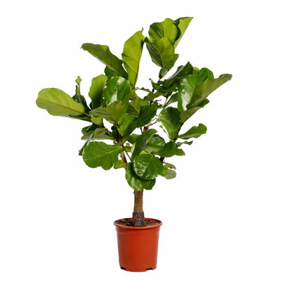 Ficus Lyrata Geigenfeige 130cm im Ø27cm Topf