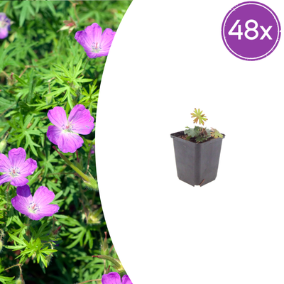 48x Blut-Storchschnabel (Geranium sanguineum) im 9cm Topf