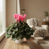 Cyclamen Hellrosa, Ø17cm, ↕40cm - Eleganter Blüher für Ihr Zuhause Bild 2