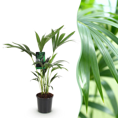 Kentia Palme (Howea Forsteriana) - Pflegeleichte Zimmerpflanze, Topf 17cm