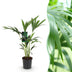 Kentia Palme (Howea Forsteriana) - Pflegeleichte Zimmerpflanze, Topf 17cm Bild 1