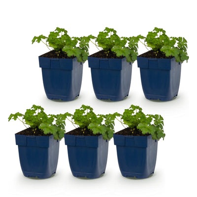 Green boutiQ - Perennials - Geranium macr. Czakor - Cranesbill - Groundcover - Purple-Pink - 6 Plants - Pot 11cm - Height 15-25cm