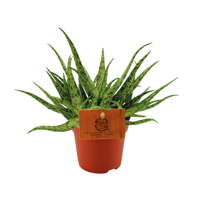 Aloe 'Spider' im 10,5cm Topf, ca. 15cm hoch – Sonnige Deko für Ihr Zuhause