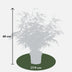 Fargesia rufa Bamboo, 60cm high, Ø19cm pot – Compact & easy to care for Bild 2