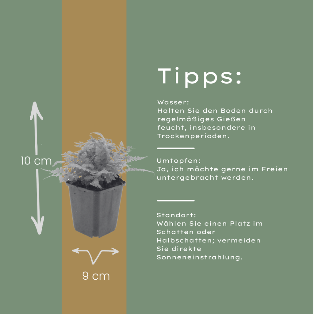 6x Dryopteris filix-mas - ↕10-25cm - Ø9cm