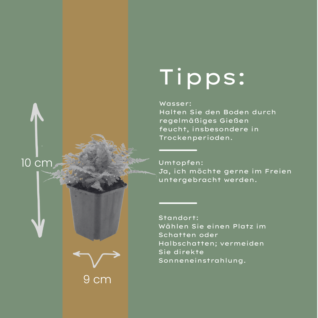 6x Dryopteris filix-mas - ↕10-25cm - Ø9cm