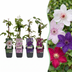 16x Clematis Rainbow - Waldrebe Rainbow - Lila - Rot - Rosa - Weiß - Kletterpflanze - Ø9cm - ↕35cm Bild 1