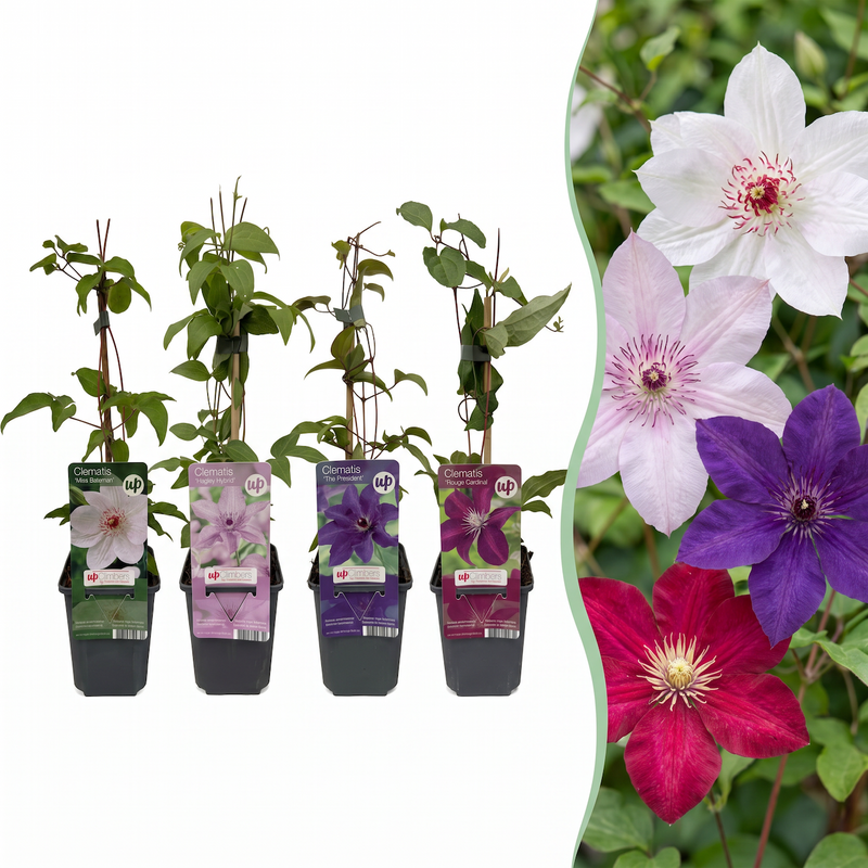 16x Clematis Rainbow - Waldrebe Rainbow - Lila - Rot - Rosa - Weiß - Kletterpflanze - Ø9cm - ↕35cm