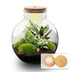 Flaschengarten Bolder Bob: DIY-Pflanzterrarium mit LED-Korken Bild 1