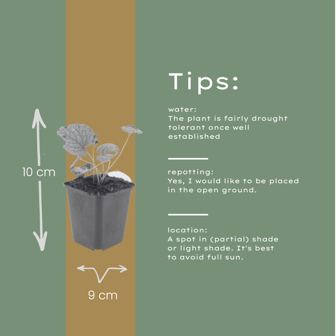 12x Brunnera macrophylla 'Jack Frost' - Schattenstaude mit Silberlaub