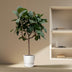 Ficus Elastica Robusta Stamm - 190cm, ø35cm Bild 3